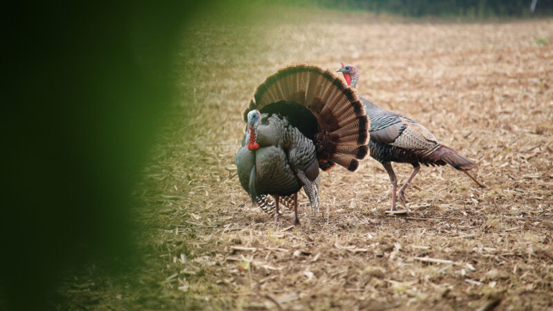 How To Scout Turkeys With Huntstand