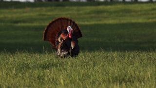 Private Land Vs. Public Land Turkey Hunting