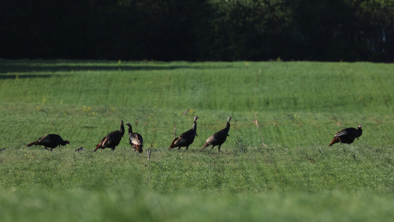 Private Land Vs. Public Land Turkey Hunting
