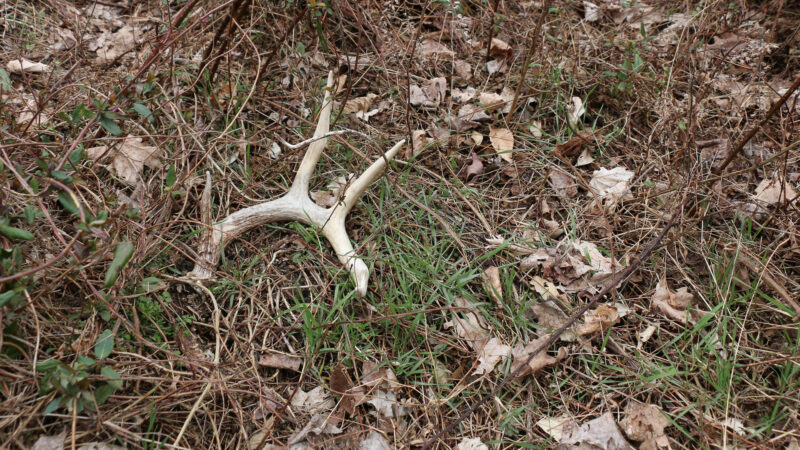 How To Use Hunting Apps To Find Shed Antlers