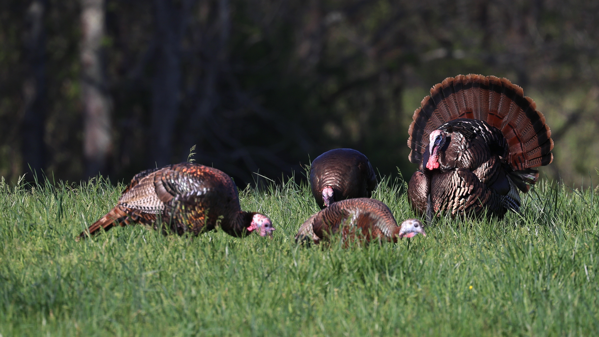 The Wild Turkey Breeding Cycle Explained