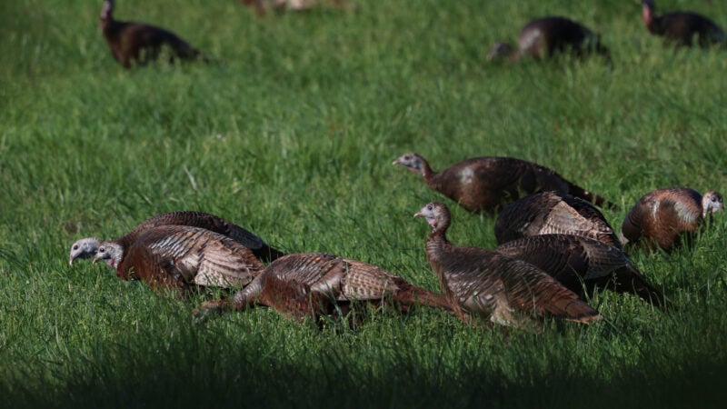 The Wild Turkey Breeding Cycle Explained