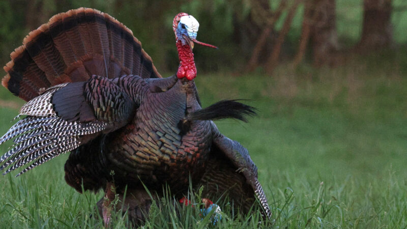 The Wild Turkey Breeding Cycle Explained
