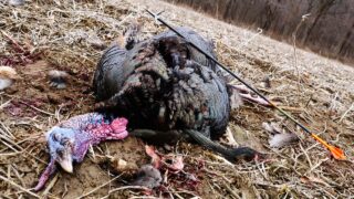 Best Turkey Broadheads For 2024