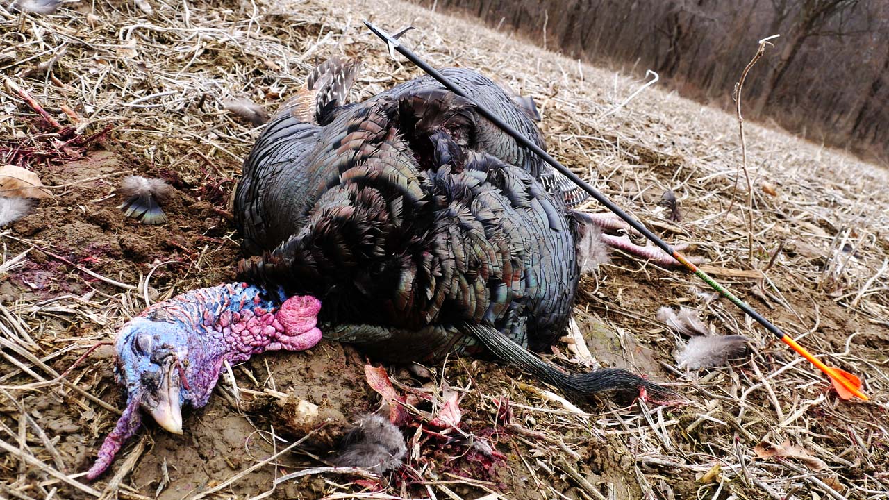 Best Turkey Broadheads For 2024