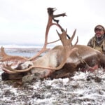 Caribou Hunting In North America