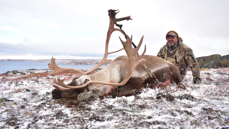 Caribou Hunting In North America