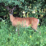 Why Use Labels To Justify Deer We Shoot?