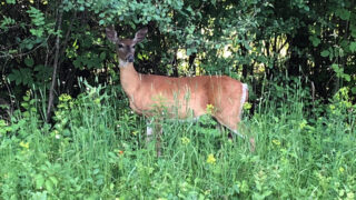 Why Use Labels To Justify Deer We Shoot?
