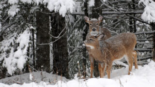 Why Use Labels To Justify Deer We Shoot?