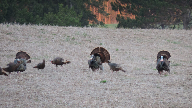 Bowhunting Turkeys: Should You Hunt The Roost Tree?