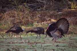 Were The Turkey Hunting Changes In Tennessee Worth It?