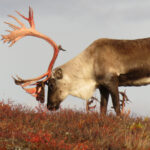 Caribou Hunting In North America