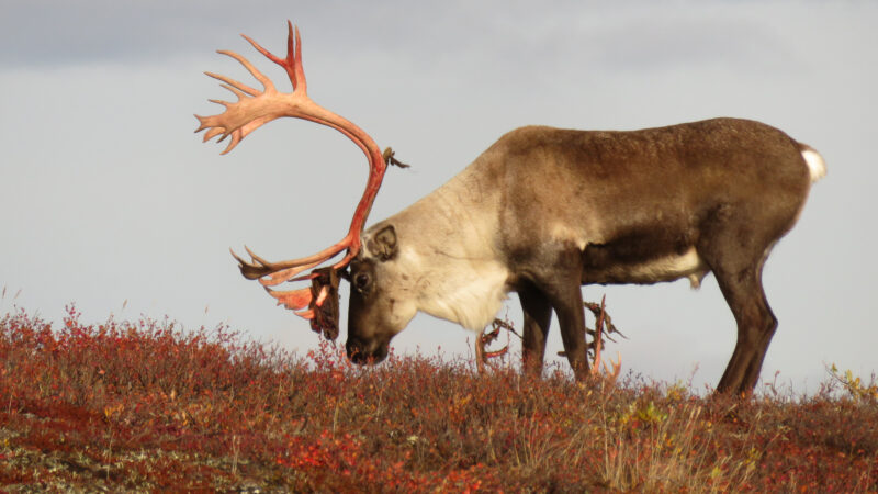 Caribou Hunting In North America