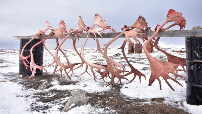 Caribou Hunting In North America