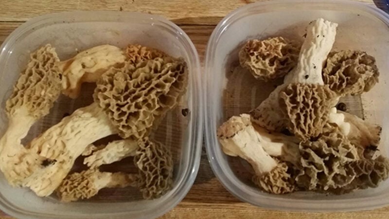 How To Hunt Morel Mushrooms