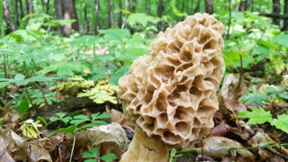 How To Hunt Morel Mushrooms