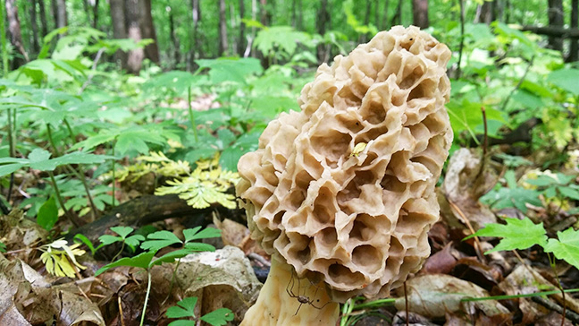 How to Hunt Morel Mushrooms