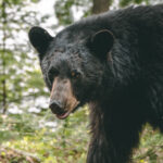 Trichinosis Strikes At Bear Hunter's Family Reunion