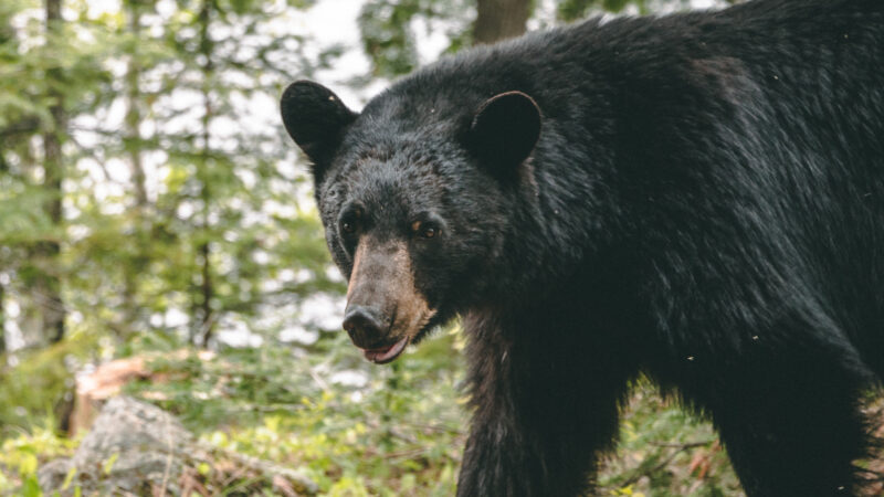 Trichinosis Strikes At Bear Hunter's Family Reunion