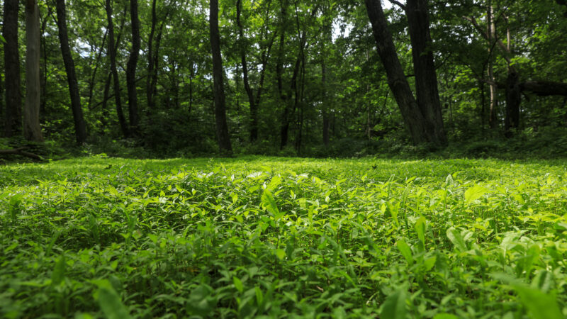 The Ultimate Guide To Spring Food Plots
