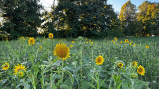 The Ultimate Guide To Spring Food Plots