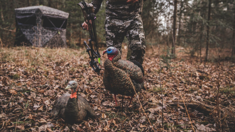 Mobile Tactics For Bowhunting Turkeys