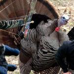 Smashing Gobblers With A Bow!