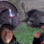 Nonstop Gobbling! The Turkeys Are Going Crazy!