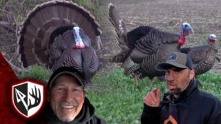 Nonstop Gobbling! The Turkeys Are Going Crazy!