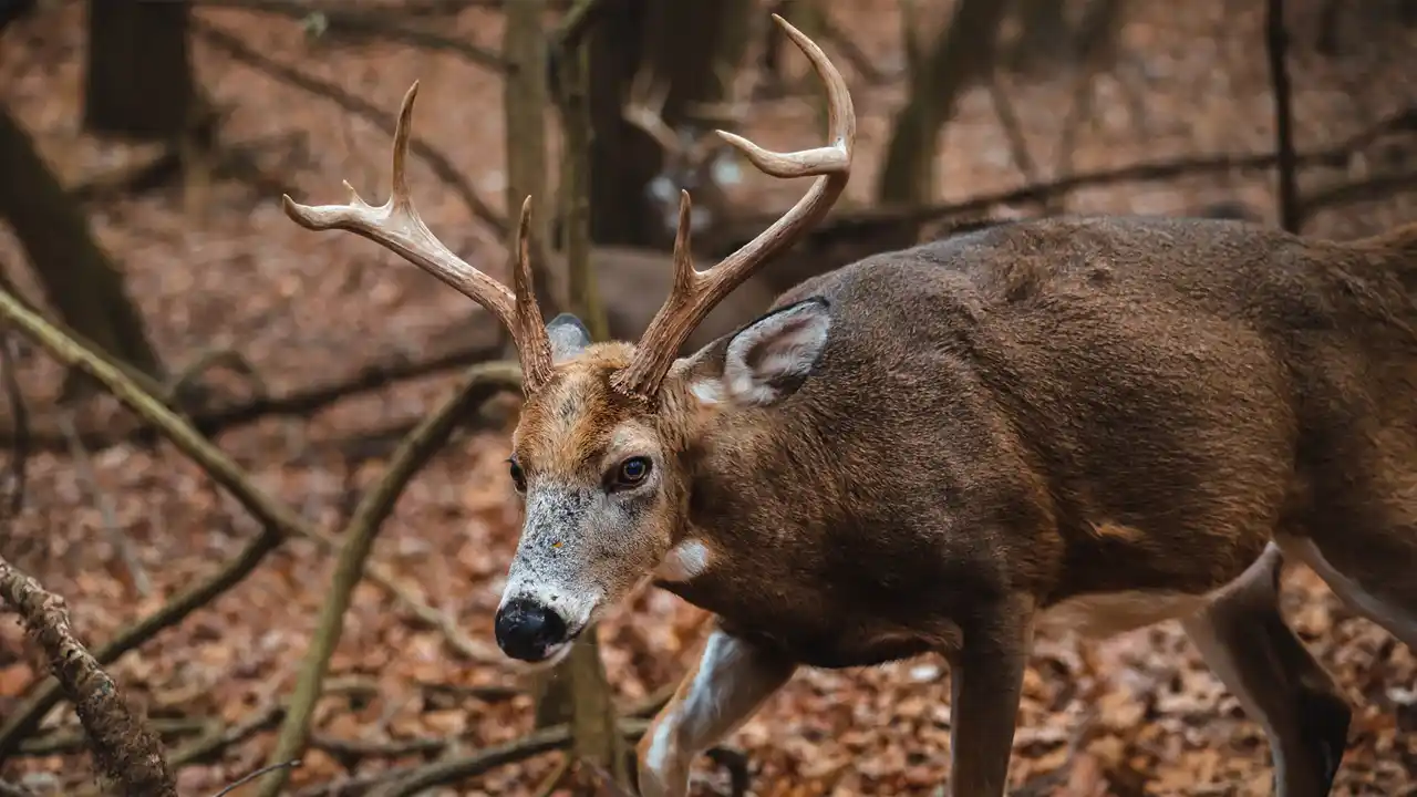 8 point whitetail buck walking in woods