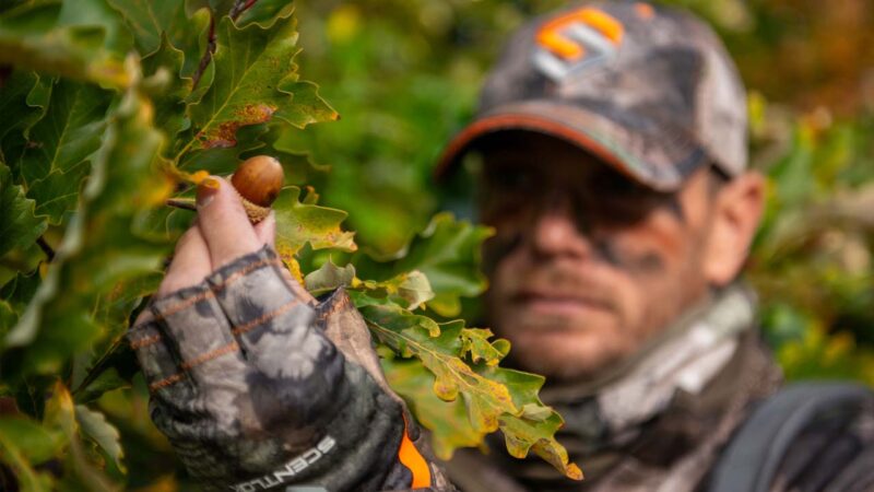 Hunter in camo looking at an oak tree with acorns on it.