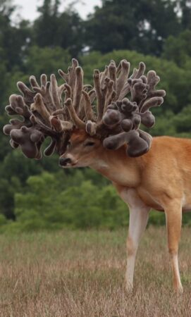The World's First 1,000 Inch Buck, But Why?