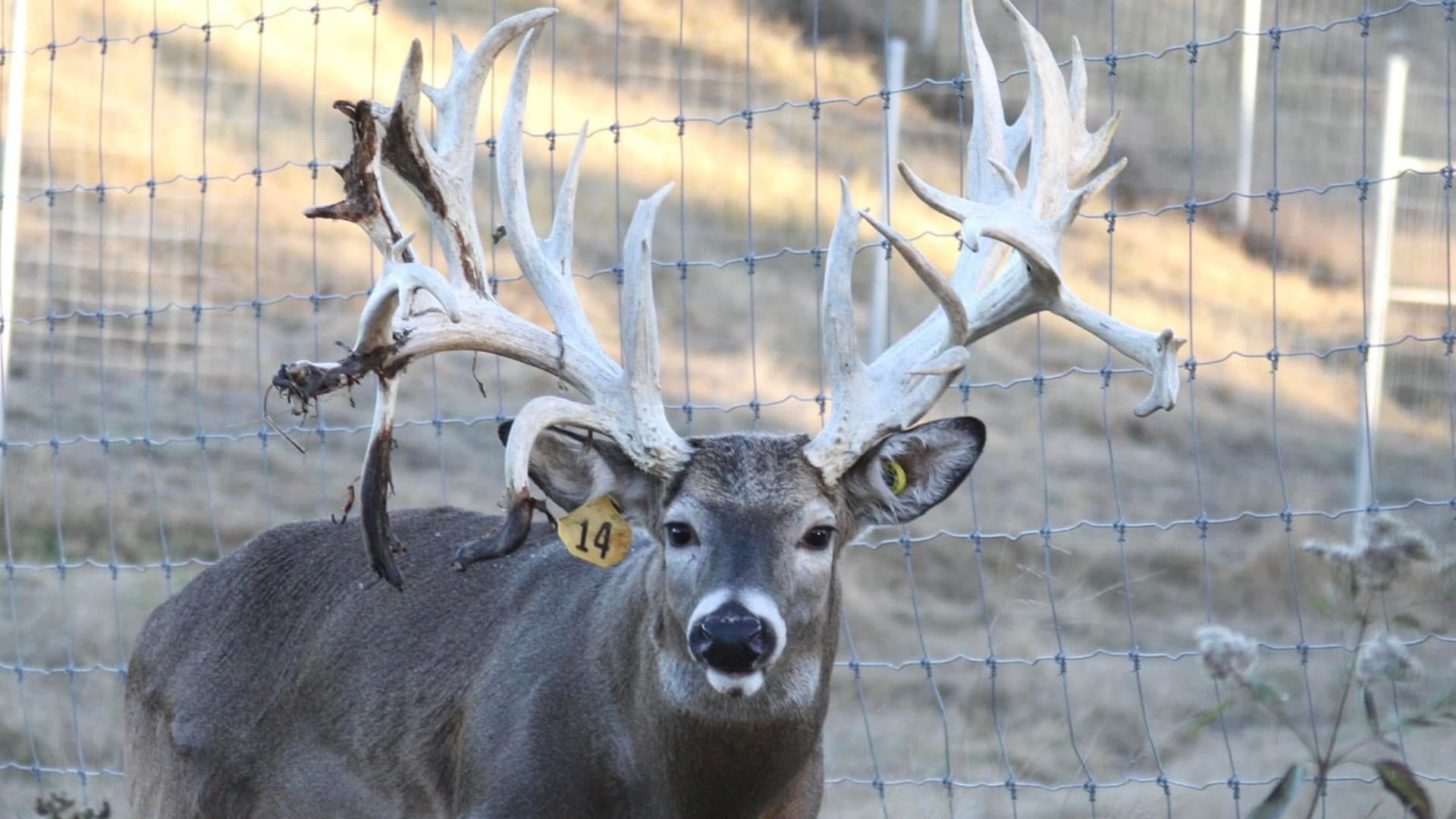 Cypress Buck with Tag-2