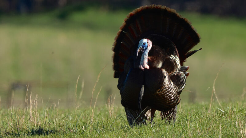 strutting turkey josh honeycutt