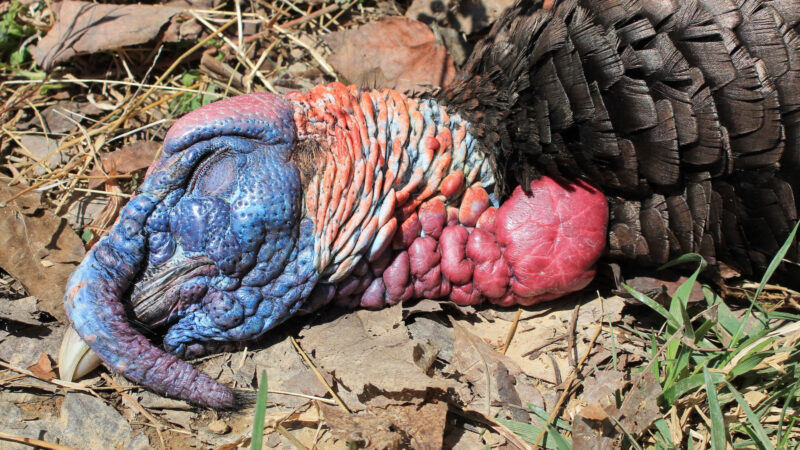 The Cheapest States For Non Resident Turkey Hunting