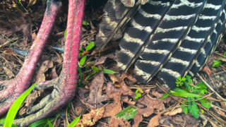 turkey wing and legs