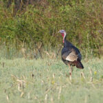 Gobbler in field-2
