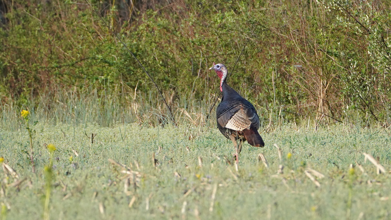 Gobbler in field-2