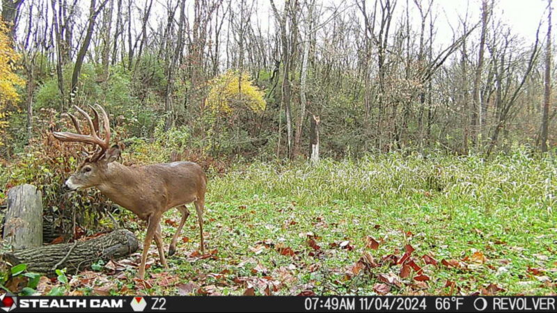 Big Buck Stealth Cam David Butler