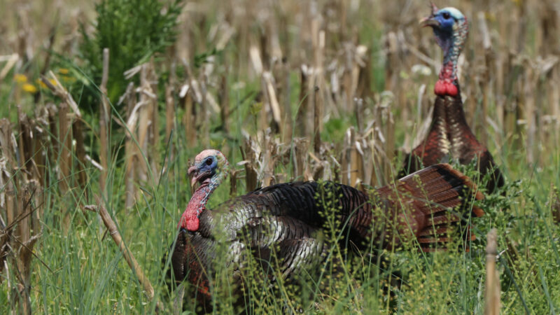 Turkey Calling Mistakes Hunters Make