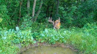 Summer Deer Alert: Is Ehd Threatening Your Herd? Discover How To Fight Back!