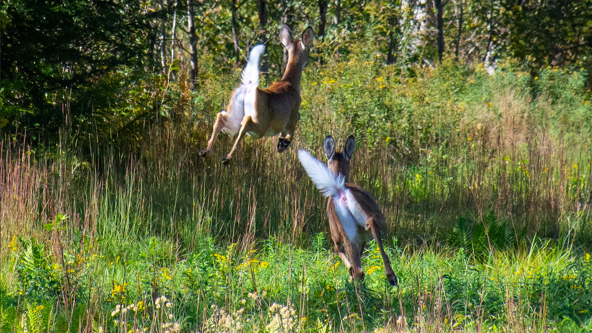 whitetail deer running away
