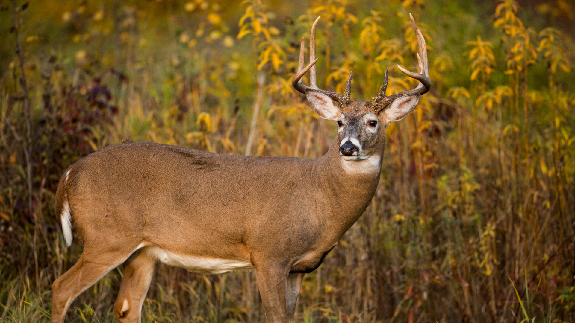 The Complete Guide To Bowhunting Early Season Bucks On Public Land