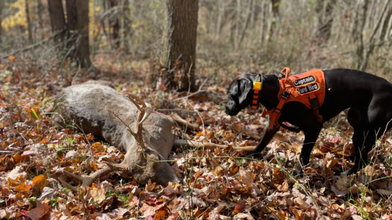 What Do Tracking Dogs Tell Us About Broadhead Choice?