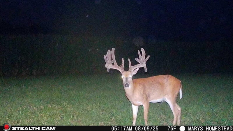 From Trail Cam To Treestand: The Hunt For A 200" Giant