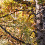 Rut Tactics Every Deer Hunter Should Know