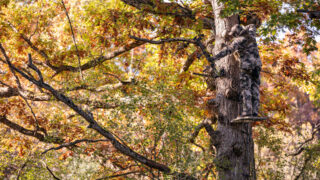 Rut Tactics Every Deer Hunter Should Know