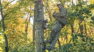 saddle hunter in tree