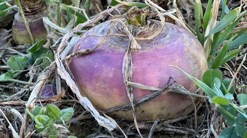 How To Kill A Late Season Buck
